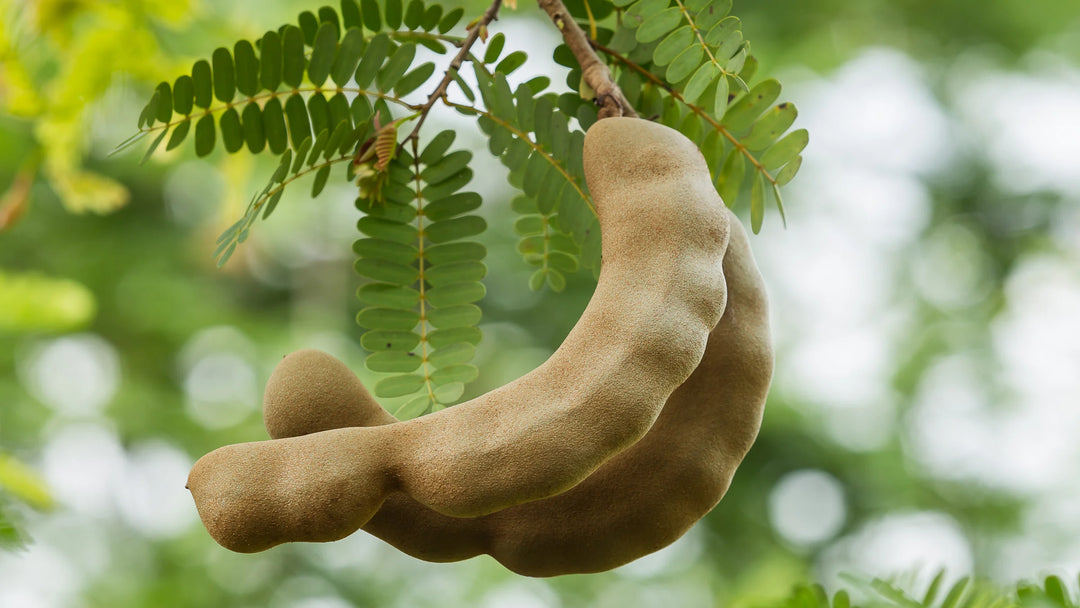 Green Tamarind