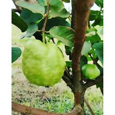 Thai Guava