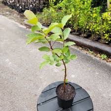 Guava Plant -  3 GAL - Free Shipping