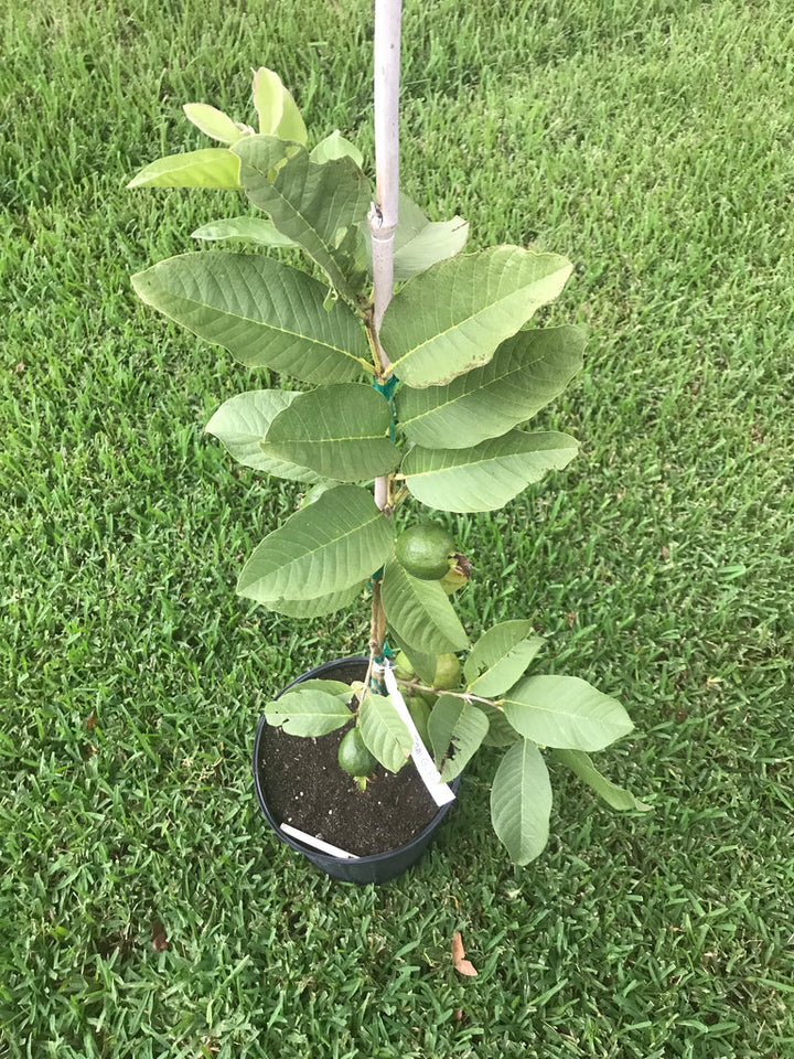 Guava Plant -  3 GAL - Free Shipping