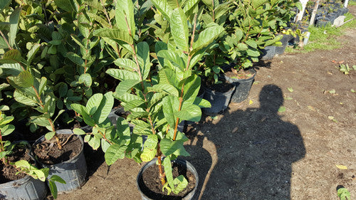 Guava Plant -  3 GAL - Free Shipping