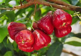 Wax Jambu/ Malay Apple/ Gulab Jamakai - 5 LB - Free Express Shipping