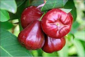 Wax Jambu/ Malay Apple/ Gulab Jamakai - 5 LB - Free Express Shipping