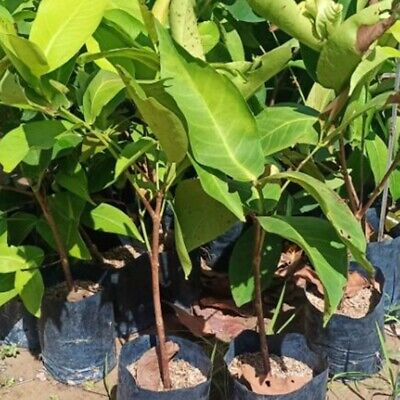 Malay Apple Plant 3 GAL - Free Shipping