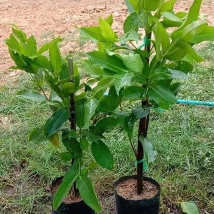 Malay Apple Plant 3 GAL - Free Shipping