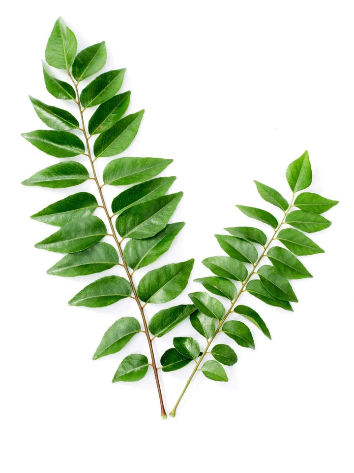 Curry Leaf / Kadi Patta / కరివేపాకు/ முள்ளு சீதா - 5 LB Free Shipping