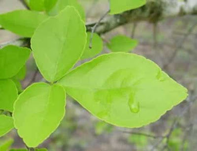 Bilva Patra Leaf /  வில்வம் இலை / बेलपत्र - 108 Leaves - Free Express Shipping