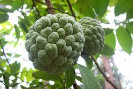 Sitaphal / Sugar Apple / Custard Apple / Annona