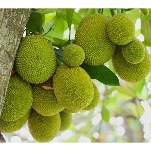 Green Jack Fruit