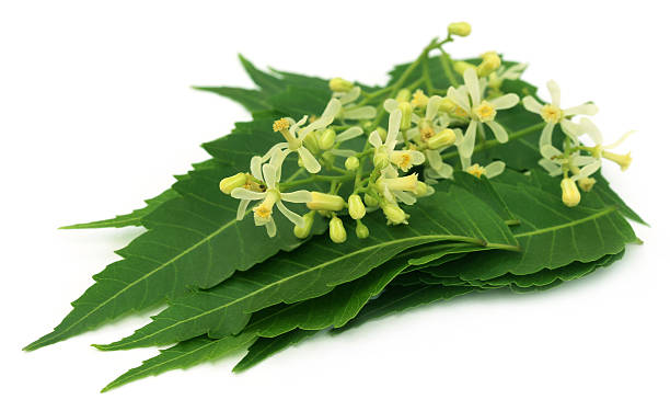 Neem Flower / வேப்பம்பூ / नीम फूल 1 LB - Free Express Shipping