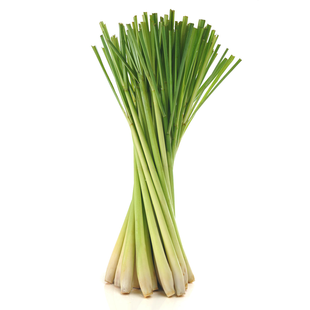 Lemon Grass / லெமன் கிராஸ் / गवती चहा / नींबू घास 1 LB - Free Express Shipping