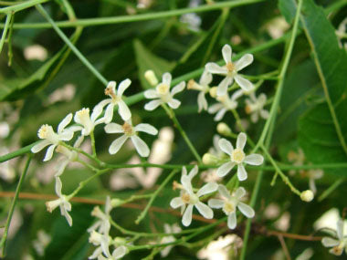 Neem Flower / வேப்பம்பூ / नीम फूल 1 LB - Free Express Shipping