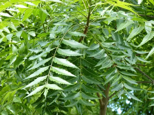 Neem Leaf / వేపాకు / வேப்பிலை - 1 LB - Free Shipping