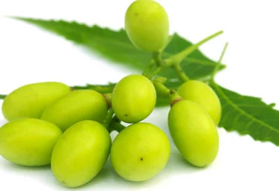 Fresh Neem Fruits / வேப்பிலை பயன்கள் 1 LB - Express Free Shipping