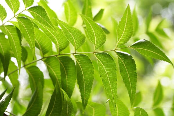 Neem Leaf / వేపాకు / வேப்பிலை - 1 LB - Free Shipping