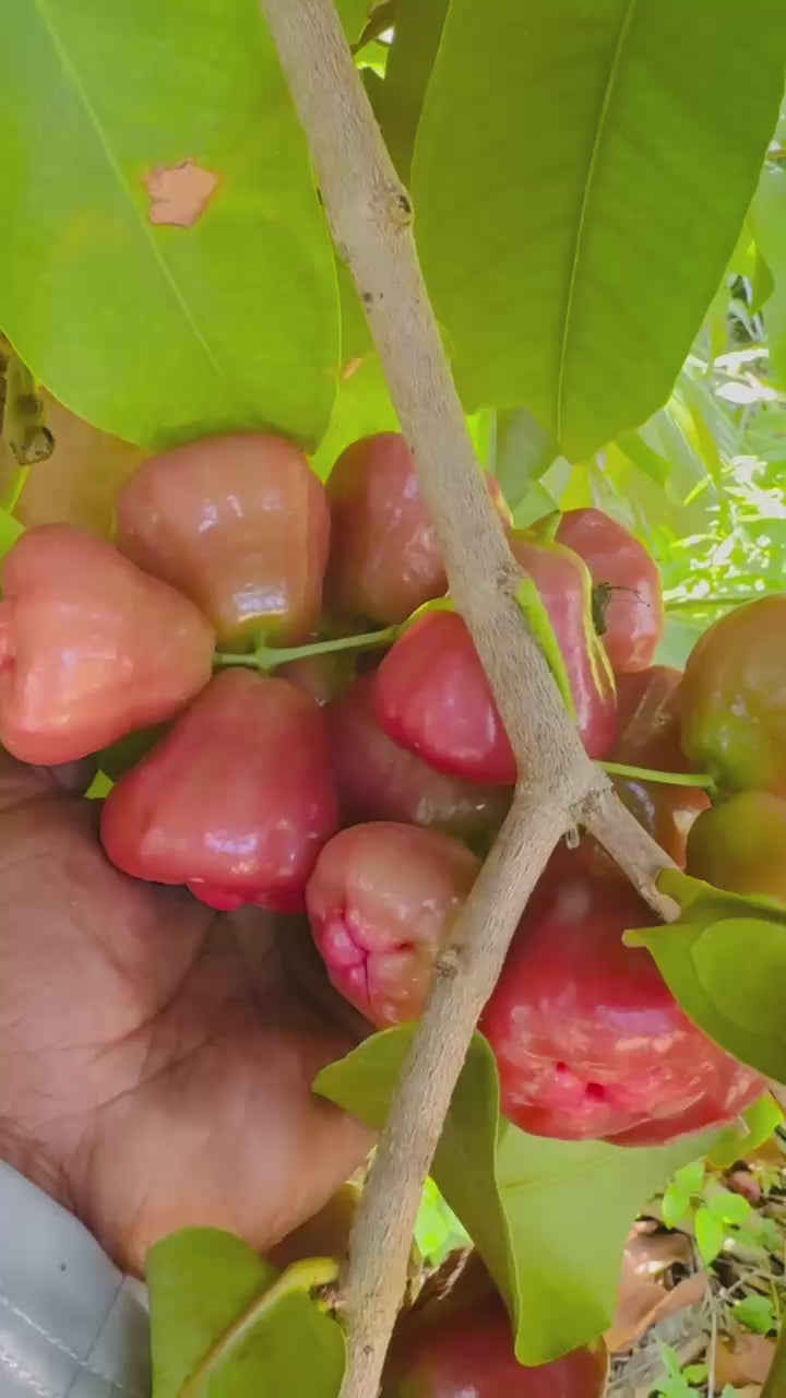 Malayan Apple 10 LB