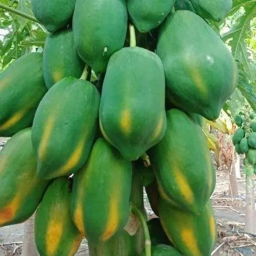 Papaya  (Red Lady) Plant  3 GAL - Free Shipping